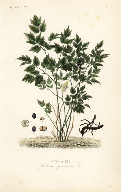 Avrasya yabanmersini veya bitki Christopher, Actaea spicata, Actee a epi by Unbekannt