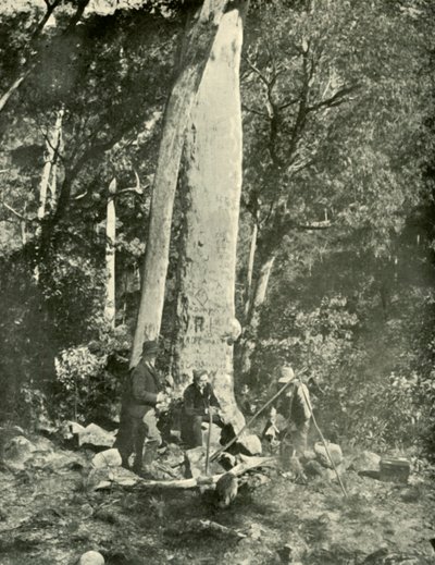 Eurobin Şelalesi, Buffalo Dağları, 1901. by Unbekannt