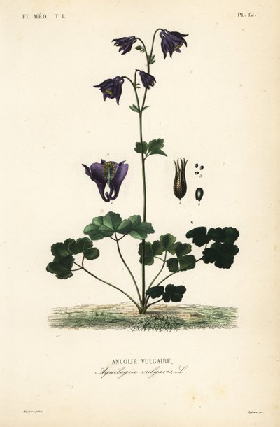 Avrupa kumru, Aquilegia vulgaris, Ancolie vulgaire by Unbekannt