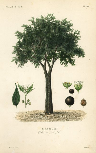 Avrupa ısırgan ağacı, Akdeniz çitlembikatı, lote ağacı veya bal mersini, Celtis australis, micocoulier by Unbekannt