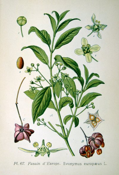 Avrupa iğ ağacı, 1893 by Unbekannt