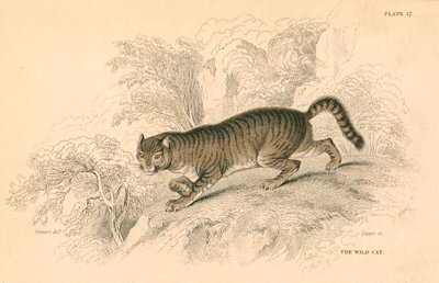 Avrupa yaban kedisi Felis silvestris, 1828 by Unbekannt
