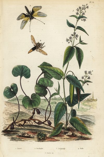 Avrupa yabani zencefil, Asarum europaeum 1, Libelloides longicornis, Ascalaphus longicornis 2, süt otu, Asclepias syriaca 3 ve eşekarısı soyguncusu, Asilus crabroniformis 4. Asaret, ascalaphe, asclepiade, asile by Unbekannt