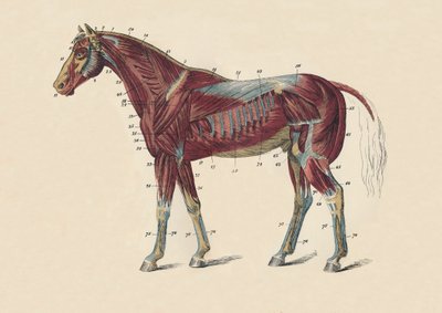 Atların Vücudunun Dış Kasları ve Tendonları, c1879. by Unbekannt