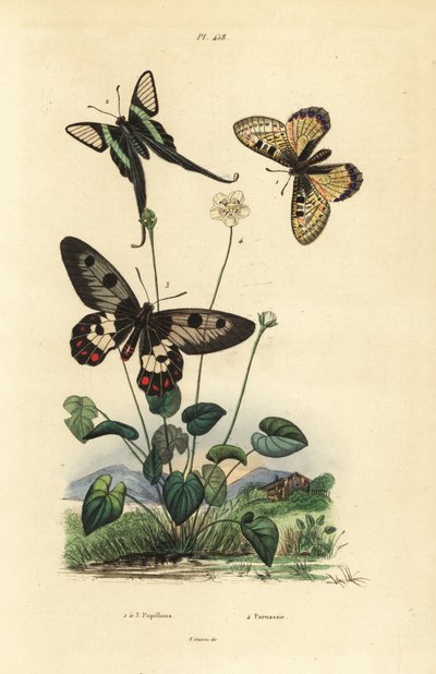 Sahte apollo, Archon apollinus 1, beyaz ejderha kuyruğu, Lamproptera curius 2 ve açık kanatlı kırlangıçkuyruğu, Cressida cressida 3, parnassus otu, Parnassia palustris 4 by Unbekannt