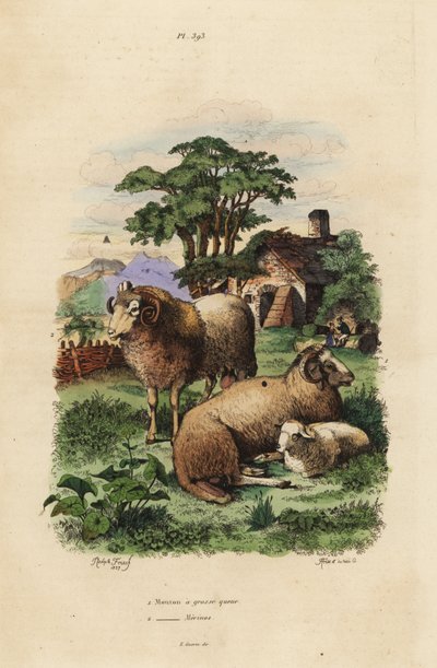 Yağ kuyruklu koyun, Ovis aries 1 ve Merinos koyunu, Ovis aries 2 by Unbekannt