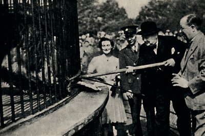 Feeding Rota, Pinner Lion, 1940