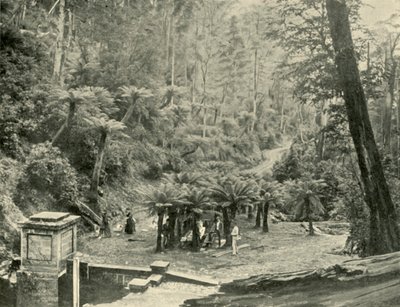 Eğreltiotu Ağacı Bower ve Pisti, Wellington Dağı, 1901. by Unbekannt