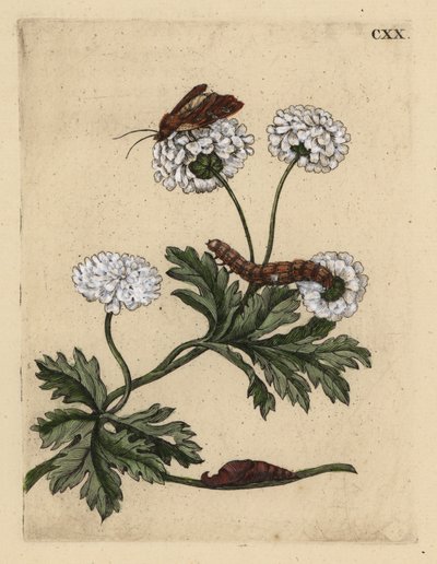 Feverfew, Tanacetum parthenium, güve, tırtıl ve pupa ile, CXX by Unbekannt