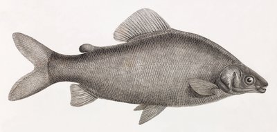 Balık: Le Characin Nefasch by Unbekannt