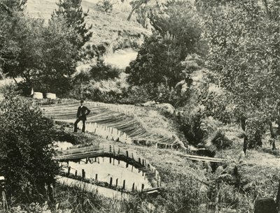 Balık Havuzları, Ercildoune, Ballarat yakınları, 1901. by Unbekannt