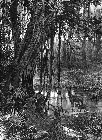 Florida Everglades, ABD, c1885 by Unbekannt