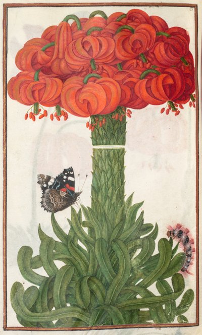 Florilegium: sayfa 18 verso turuncu lilyum buketi, 1608. by Unbekannt