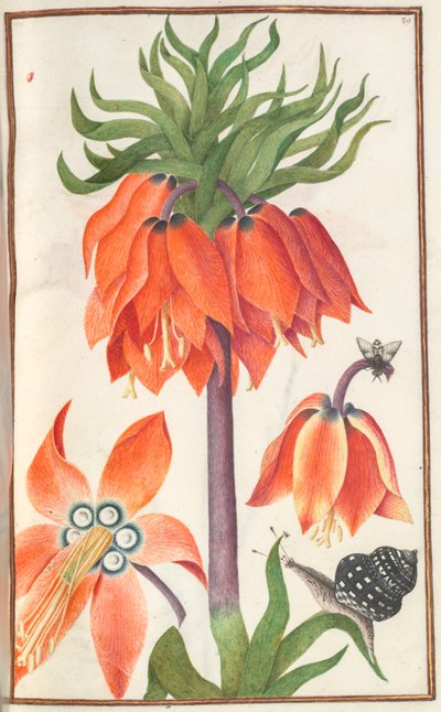 Florilegium: sayfa 19 recto turuncu fritillaria Imperialis taç imparatorluk , 1608. by Unbekannt