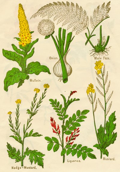 Çiçekler: Mullein, Soğan, Erkek Eğreltiotu, Nodge-Hardal, Meyankökü, Hardal, c1940 by Unbekannt