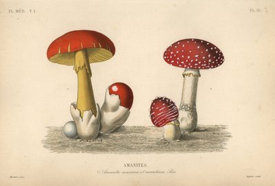 Sinek mantarı mantarı, Amanita muscaria, imparatorluk mantarı, Amanita aurantiaca by Unbekannt
