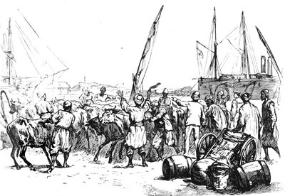 Birlikler için Yiyecek: Sığırların Port Said