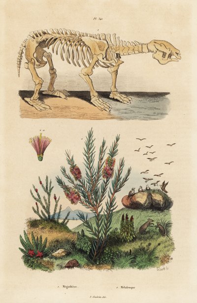 Soyu tükenmiş dev bir tembel tembel hayvanın fosil iskeleti, Megatherium americanum ve çay ağacı veya bal mersin çalısı, Melaleuca türleri by Unbekannt