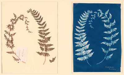 Hatton Fern Albümünden, c. 1850. by Unbekannt
