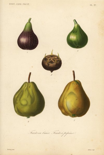 Meyve, çekirdekli meyve ve dut meyvesi by Unbekannt
