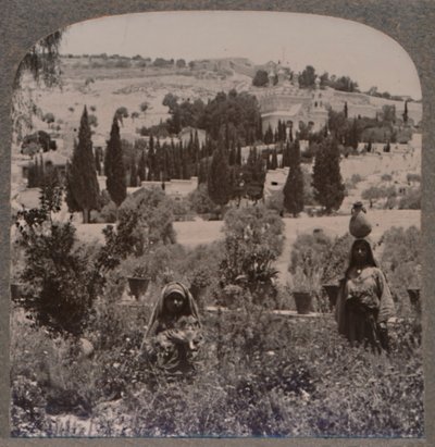 Yunan Bahçelerinden Getsemani Bahçesi ve Zeytin Dağı, c1900 by Unbekannt