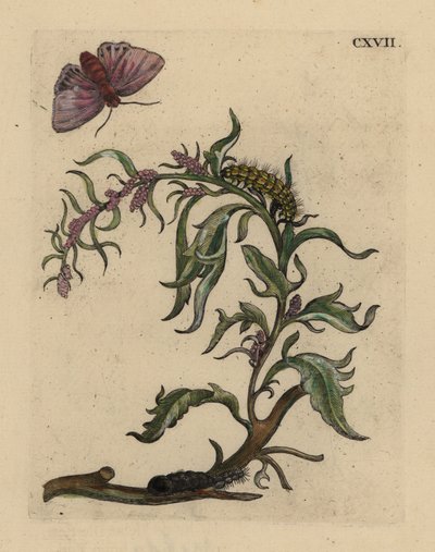 Bahçe orache, Atriplex hortensis, güve, tırtıl ve pupa ile by Unbekannt
