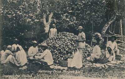 Kakao Toplama, Trinidad, B.W.I., 20. yüzyılın başlarında. by Unbekannt
