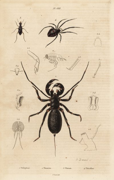 Dev kamçı akrep, Mastigoproctus giganteus, böcek, Theratus türleri ve örümcek ağı örümceği, Theridion türleri by Unbekannt