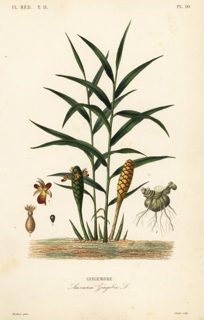 Zencefil veya zencefil kökü, Zingiber officinale, Amomum zingiber, Gingembre by Unbekannt