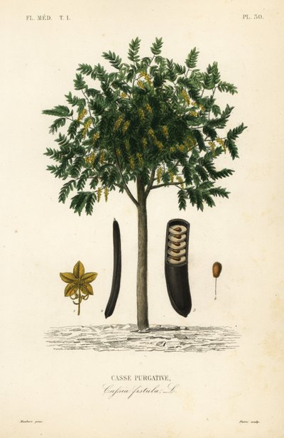 Altın yağmur ağacı veya canafistula, Cassia fistülü, Casse müshil by Unbekannt