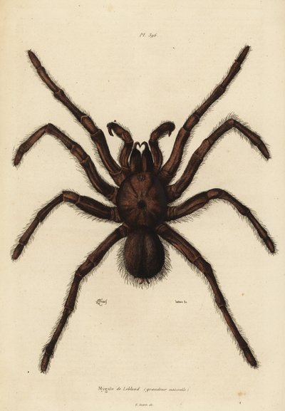 Goliath kuş yiyici örümcek, Theraphosa Blondei by Unbekannt