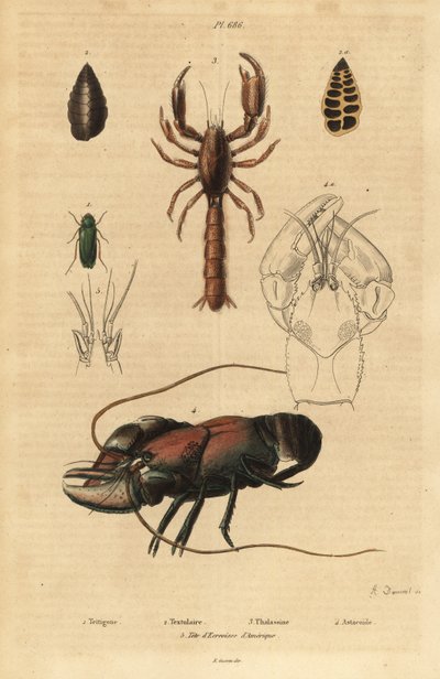 Büyük yeşil çalı-kriket, Tettigonia viridissima 1, foraminifera, Bannerella gibbosa 2, akrep çamur ıstakozu, Thalassina anomala 3, kerevit, Astacus goudotii 4 ve Amerikan kerevitinin başı 5 by Unbekannt