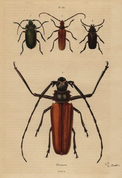 Büyük uzun boynuz böceği, Enoplocerus armillatus 1, Aegosoma scabricorne 2, Pyrodes nitidus 3 ve Prionus desmaretii 4 by Unbekannt