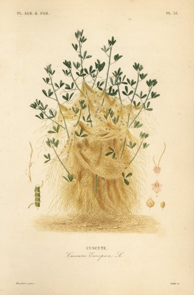Büyük küsküt veya Avrupa küsküt, Cuscuta europaea, cuscute by Unbekannt
