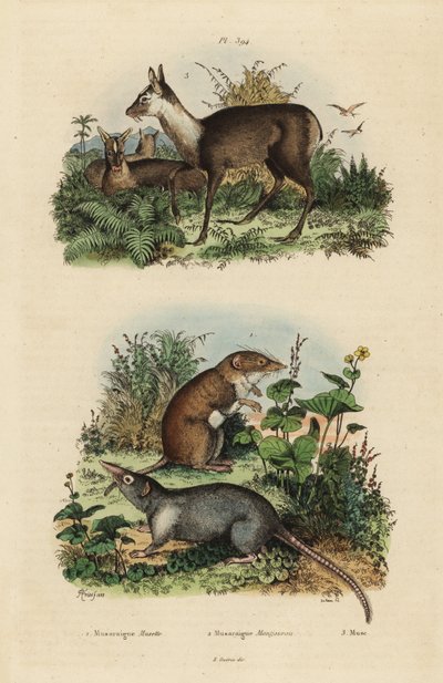 Büyük beyaz dişli kır faresi, Crocidura russula 1, gri misk kır faresi, Suncus murinus 2 ve esmer misk geyiği, Moschus fuscus, nesli tükenmekte olan 3 by Unbekannt