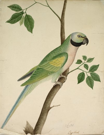 Yeşil Papağan, c. 1820. by Unbekannt