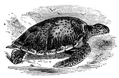 Yeşil Kaplumbağa Chelone mydas, c1890 by Unbekannt