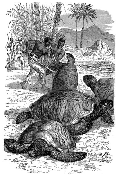 Yeşil Kaplumbağanın avcılar tarafından yakalanması, 1884 by Unbekannt