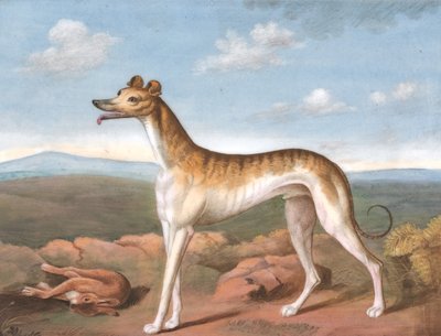Greyhound: Sola Bakmak, Ayaklarında Ölü Bir Tavşan, ca. 1805. by Unbekannt