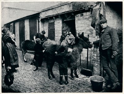Eşeklerin tımar edilmesi, Londra, c1903 1903 by Unbekannt