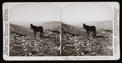Boer Savaşı (Güney Afrika by Unbekannt