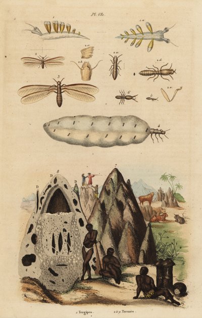 Biçerdöver termit ve höyükler, Microhodotermes türleri ve deniz salyangozu, Tergipes tergipes by Unbekannt