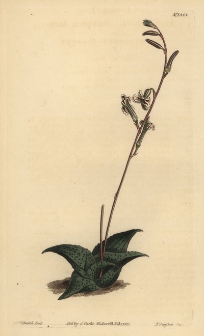 Haworthia venosa (Kıvrımlı aloe, Aloe recurva) by Unbekannt