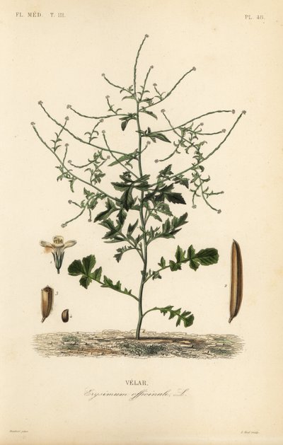 Hedge hardal, Sisymbrium officinale, Erysimum officinale, Velar by Unbekannt