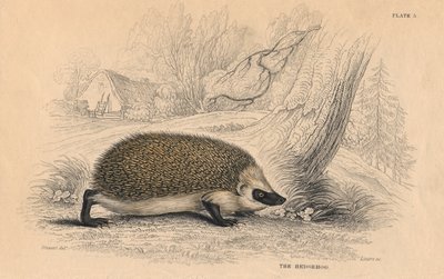 Avrupa Kirpi Erinaceus, 1828 by Unbekannt