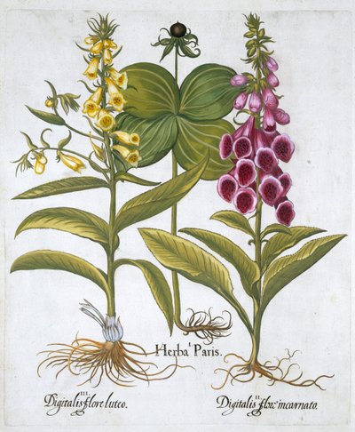 Herb Paris Solanum quadrifolium, Ortak Foxglove Digitalis Purpurea Büyük Sarı Foxglove by Unbekannt