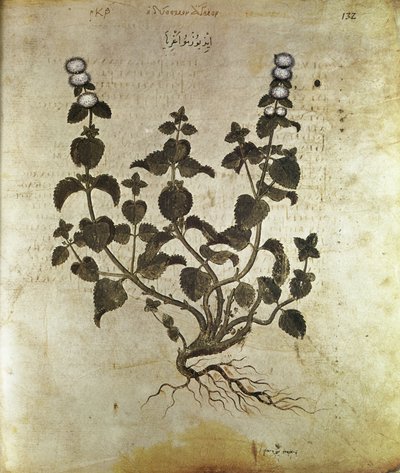 Bitkisel Nane (bitki de menthe), 6. yüzyıl by Unbekannt