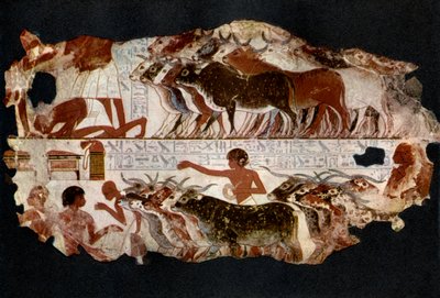 18. Hanedan döneminden kalma sığır sürüleri, Mısır, MÖ 1400 c. 1936 by Unbekannt