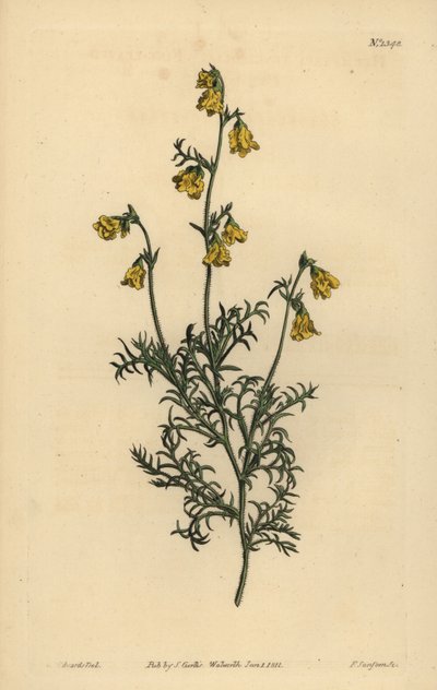 Hermannia confusa (İnce yapraklı fıtık, Hermannia tenuifolia) by Unbekannt