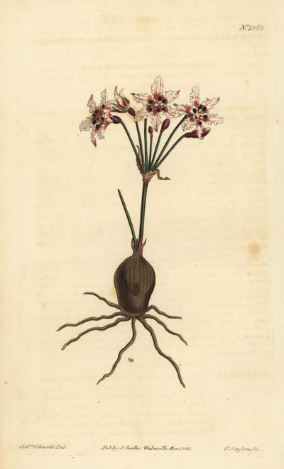 Hessea cinnamomea (Işıltılı çiçekli strumaria, Strumariacria) by Unbekannt